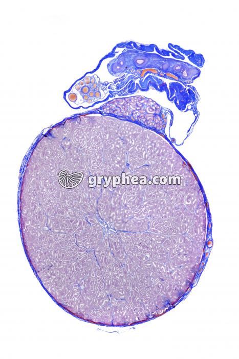 Testicule de Lapin CT x2 - gryphea.com